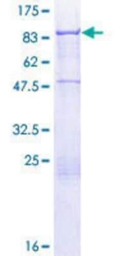 Novus Biologicals&trade;&nbsp;Recombinant Human ACBD3 GST (N-Term) Protein