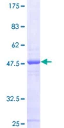 Novus Biologicals&trade;&nbsp;Recombinant Human MRPS24 GST (N-Term) Protein