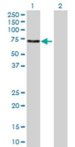Novus Biologicals UPF3A 293T Cell Transient Overexpression Lysate 0.1 mL | Buy Online | Novus Biologicals&trade; | Fisher Scientific