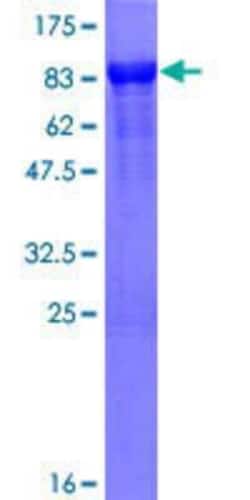 Novus Biologicals&trade;&nbsp;Recombinant Human HMBOX1 GST (N-Term) Protein