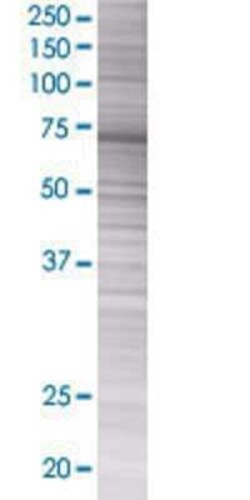 Novus Biologicals ELMO3 293T Cell Transient Overexpression Lysate 0.1 mL | Buy Online | Novus Biologicals&trade; | Fisher Scientific