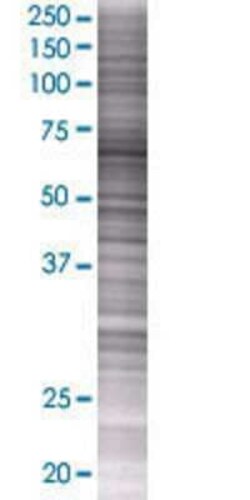 Novus Biologicals&trade;&nbsp;MCTP1 293T Cell Transient Overexpression Lysate