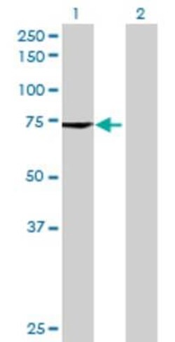 Novus Biologicals MCTP1 293T Cell Transient Overexpression Lysate 0,1 mL | Buy Online | Novus Biologicals&trade; | Fisher Scientific