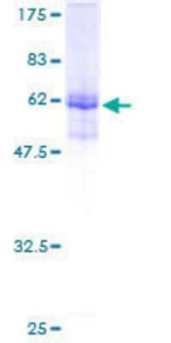 Novus Biologicals&trade;&nbsp;Recombinant Human PLEKHS1 GST (N-Term) Protein
