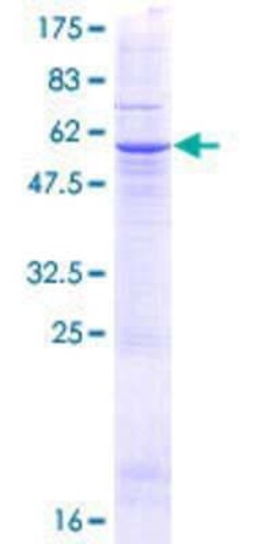 Novus Biologicals&trade;&nbsp;Recombinant Human TTC26 GST (N-Term) Protein