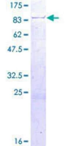 Novus Biologicals&trade;&nbsp;Recombinant Human RUFY1 GST (N-Term) Protein