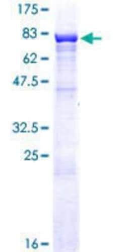Novus Biologicals&trade;&nbsp;Recombinant Human ZKSCAN3 GST (N-Term) Protein
