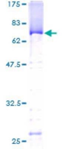 Novus Biologicals&trade;&nbsp;Recombinant Human PUS1 GST (N-Term) Protein