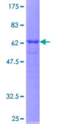 R&D Systems&trade;&nbsp;Recombinant Human APOL3 GST (N-Term) Protein