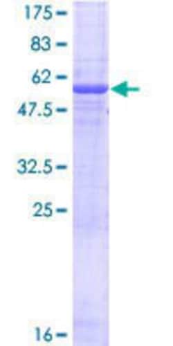 Novus Biologicals&trade;&nbsp;Recombinant Human EGFL8 GST (N-Term) Protein