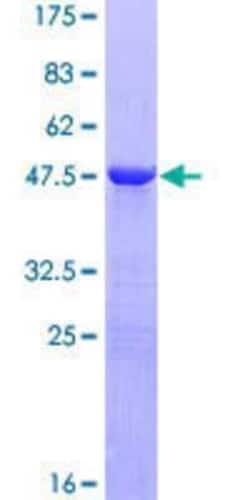 R&D Systems&trade;&nbsp;Recombinant Human PP14C GST (N-Term) Protein