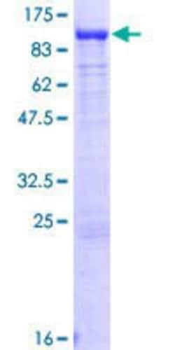Novus Biologicals&trade;&nbsp;Recombinant Human PUS7L GST (N-Term) Protein
