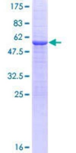 Novus Biologicals&trade;&nbsp;Recombinant Human TMUB1 GST (N-Term) Protein