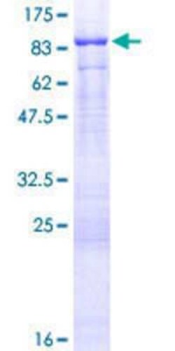 Novus Biologicals&trade;&nbsp;Recombinant Human FERMT3/URP2 GST (N-Term) Protein