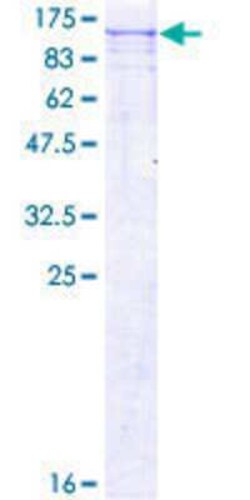 Novus Biologicals™ Recombinant Human GSG2 GST (N-Term) Protein