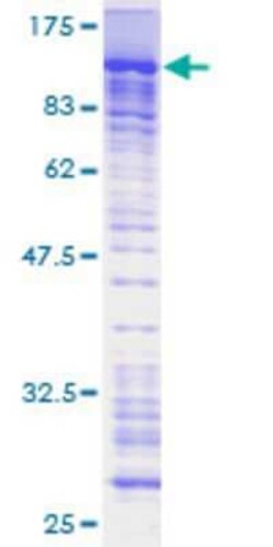 Novus Biologicals Recombinant Human PRAM1 GST (N-Term) Protein 10 &mu;g | Buy Online | Novus Biologicals&trade; | Fisher Scientific