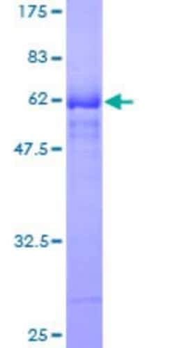 Novus Biologicals&trade;&nbsp;Recombinant Human SNX29 GST (N-Term) Protein