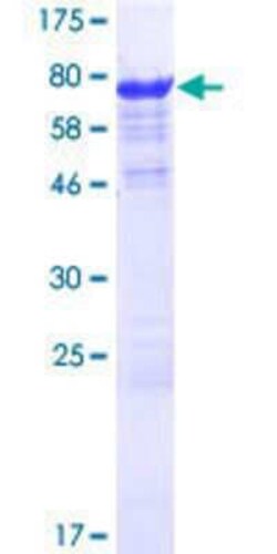 Novus Biologicals&trade;&nbsp;Recombinant Human SLC7A6OS GST (N-Term) Protein