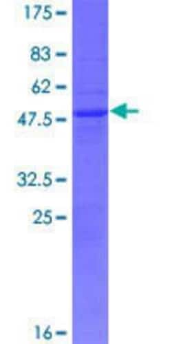 Novus Biologicals&trade;&nbsp;Recombinant Human FAM96A GST (N-Term) Protein