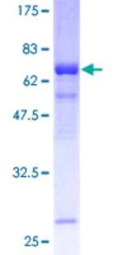 Novus Biologicals&trade;&nbsp;Recombinant Human THOC3 GST (N-Term) Protein