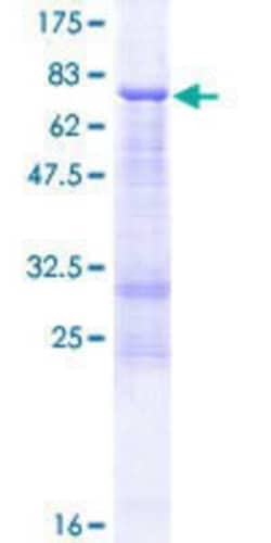 Novus Biologicals&trade;&nbsp;Recombinant Human FCRLA/FCRLM1 GST (N-Term) Protein