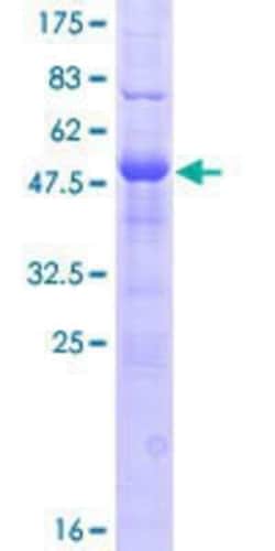 Novus Biologicals&trade;&nbsp;Recombinant Human DNAJC5B GST (N-Term) Protein
