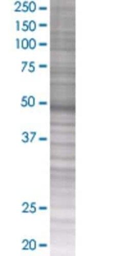 Novus Biologicals FCHSD1 293T Cell Transient Overexpression Lysate 0.1 mL | Buy Online | Novus Biologicals&trade; | Fisher Scientific