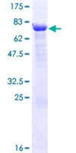 R&D Systems&trade;&nbsp;Recombinant Human TRIM15 GST (N-Term) Protein
