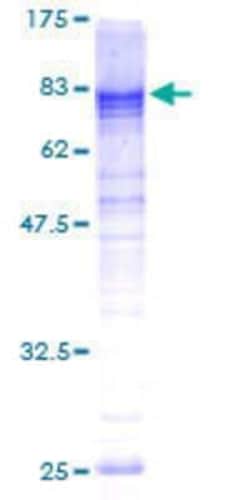 Novus Biologicals&trade;&nbsp;Recombinant Human L3MBTL4 GST (N-Term) Protein
