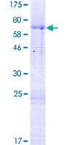 Novus Biologicals Recombinant Human MARVELD3 GST (N-Term) Protein 2 &mu;g | Buy Online | Novus Biologicals&trade; | Fisher Scientific