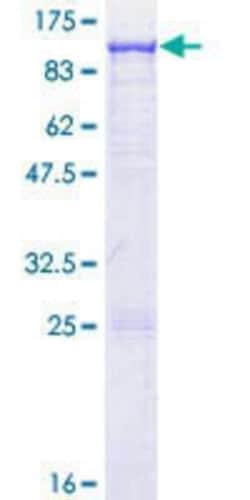 Novus Biologicals&trade;&nbsp;Recombinant Human GBP4 GST (N-Term) Protein