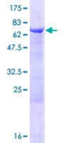Novus Biologicals&trade;&nbsp;Recombinant Human WDFY2 GST (N-Term) Protein