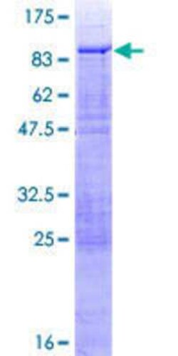 Novus Biologicals&trade;&nbsp;Recombinant Human PHACTR3 GST (N-Term) Protein