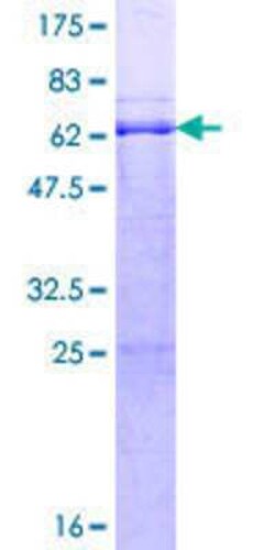Novus Biologicals&trade;&nbsp;Recombinant Human Rffl GST (N-Term) Protein