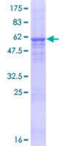 Novus Biologicals&trade;&nbsp;Recombinant Human C14orf28 GST (N-Term) Protein