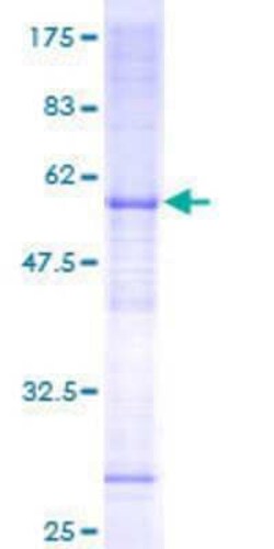 Novus Biologicals&trade;&nbsp;Recombinant Human FAM210A GST (N-Term) Protein