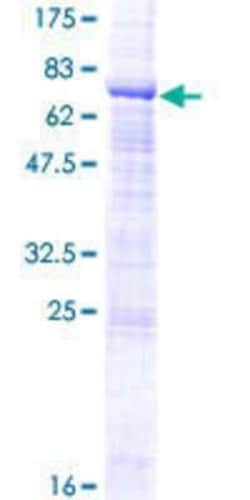 Novus Biologicals&trade;&nbsp;Recombinant Human ZPLD1 GST (N-Term) Protein