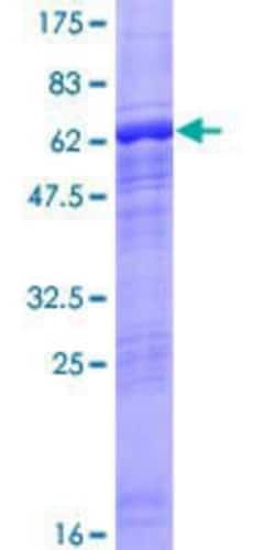 Novus Biologicals&trade;&nbsp;Recombinant Human ACTRT2 GST (N-Term) Protein
