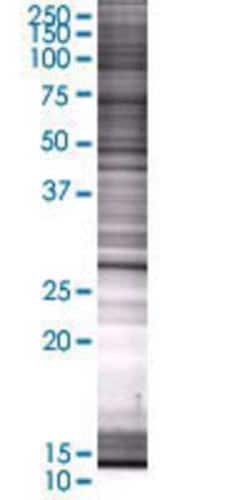 Novus Biologicals™ PSMA8 293T Cell Transient Overexpression Lysate