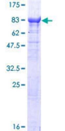 Novus Biologicals&trade;&nbsp;Recombinant Human TTC30B GST (N-Term) Protein
