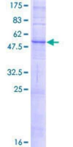 Novus Biologicals&trade;&nbsp;Recombinant Human SLC36A2 GST (N-Term) Protein