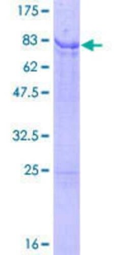 Novus Biologicals&trade;&nbsp;Recombinant Human IRX2 GST (N-Term) Protein