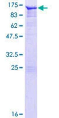 Novus Biologicals&trade;&nbsp;Recombinant Human AMOT GST (N-Term) Protein
