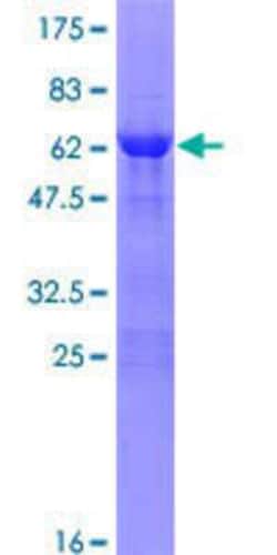 Novus Biologicals&trade;&nbsp;Recombinant Human ZNF483 GST (N-Term) Protein