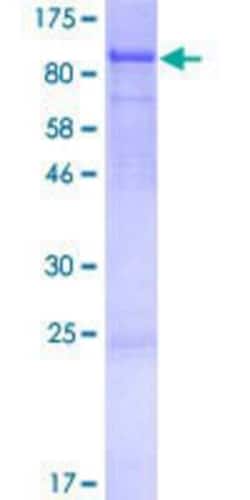 R&D Systems&trade;&nbsp;Recombinant Human SPATA5 GST (N-Term) Protein