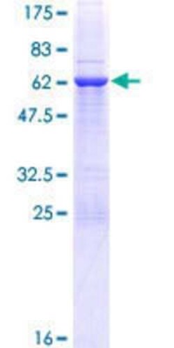 Novus Biologicals&trade;&nbsp;Recombinant Human GIMAP7 GST (N-Term) Protein