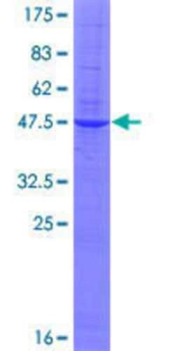 Novus Biologicals&trade;&nbsp;Recombinant Human Gastrokine 2 GST (N-Term) Protein