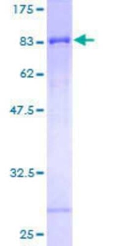 Novus Biologicals&trade;&nbsp;Recombinant Human SLC39A5 GST (N-Term) Protein