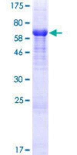 Novus Biologicals&trade;&nbsp;Recombinant Human FAM80A GST (N-Term) Protein