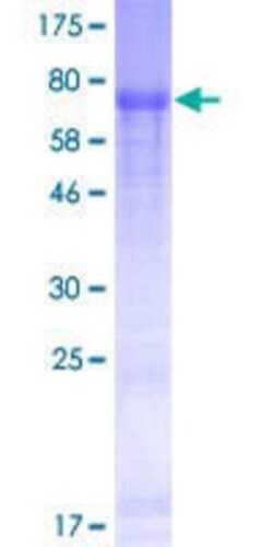 Novus Biologicals&trade;&nbsp;Recombinant Human FAM149B1 GST (N-Term) Protein